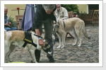 Klicken Sie auf das Bild, um es zu vergr&ouml;&szlig;ern